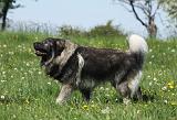 SARPLANINAC 074
